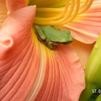 little frog hiding